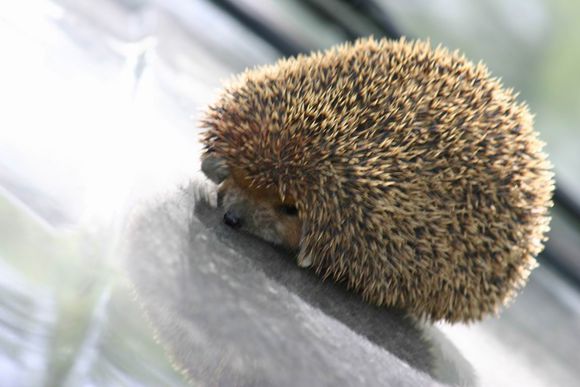 有一只刺猬,喜欢在深夜仰望深空.湿润的眼睛总是充满着迷惑和孤独.