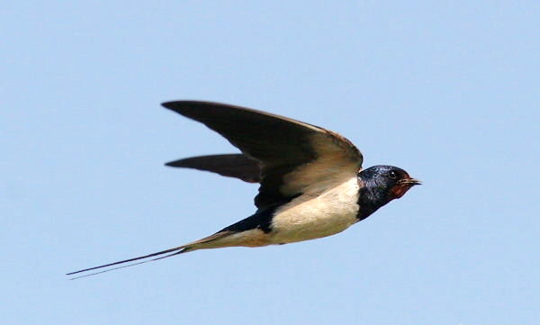 燕子凌空 燕子凌空