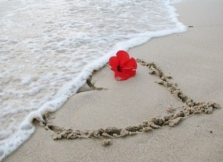 遗失在天涯的花