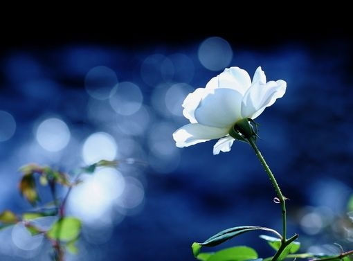 花开缓归，花落成酿