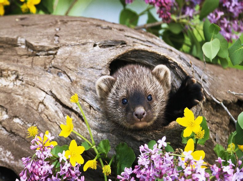 树洞一个 树洞一个