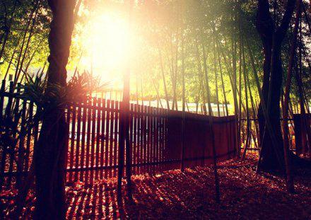 记忆——合欢树 记忆——合欢树