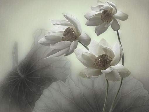 昔风拂面，席卷流年