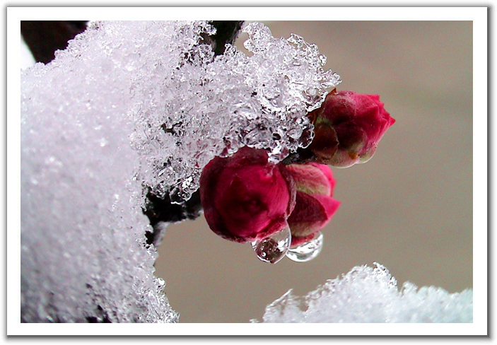 寒梅长做去年花