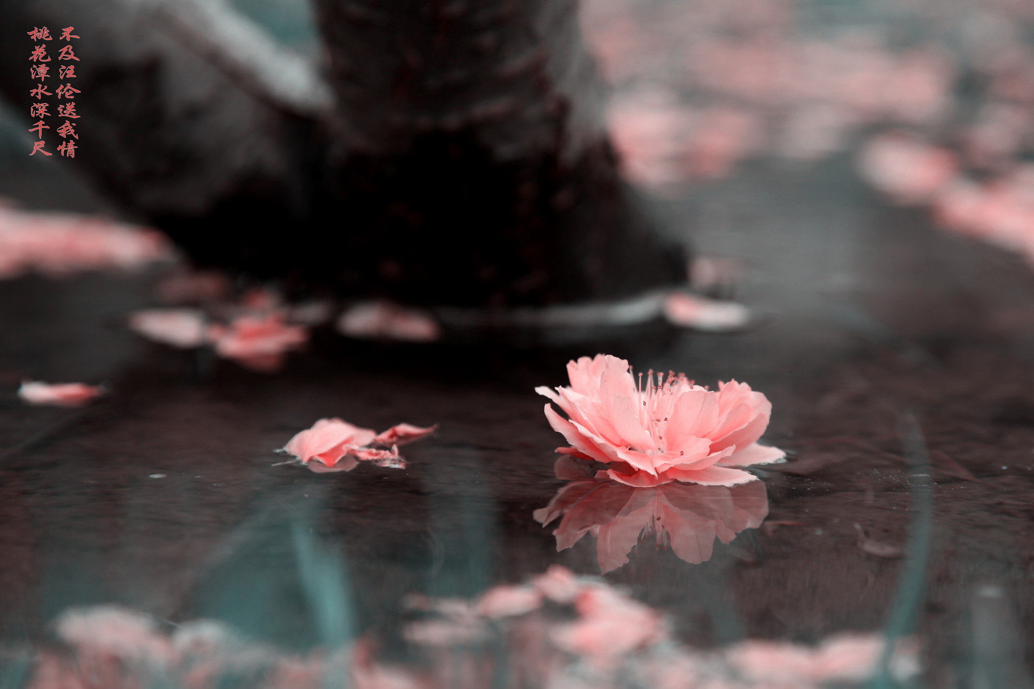 我的桃花情结 我的桃花情结