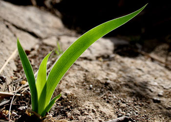我骄傲,我是一棵小草 我骄傲,我是一棵小草