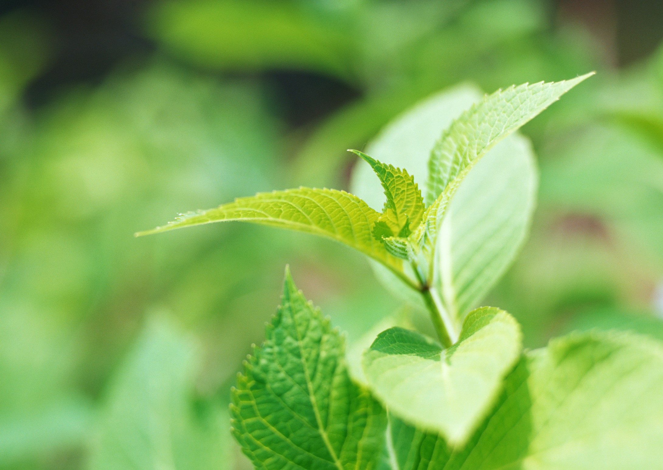 追忆弱水醉东风,多少新绿恋旧痕 追忆弱水醉东风,多少新绿恋旧痕