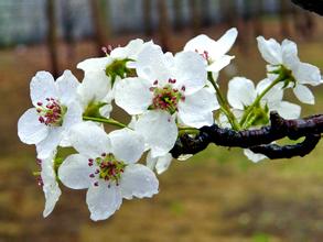 花开的声音 花开的声音