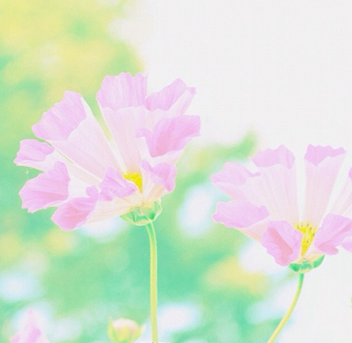 那年七月飘过的雪花